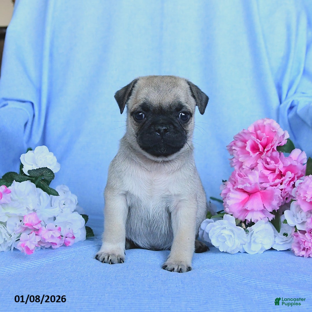 Pug dogs for sale: Thomas - Ad 3