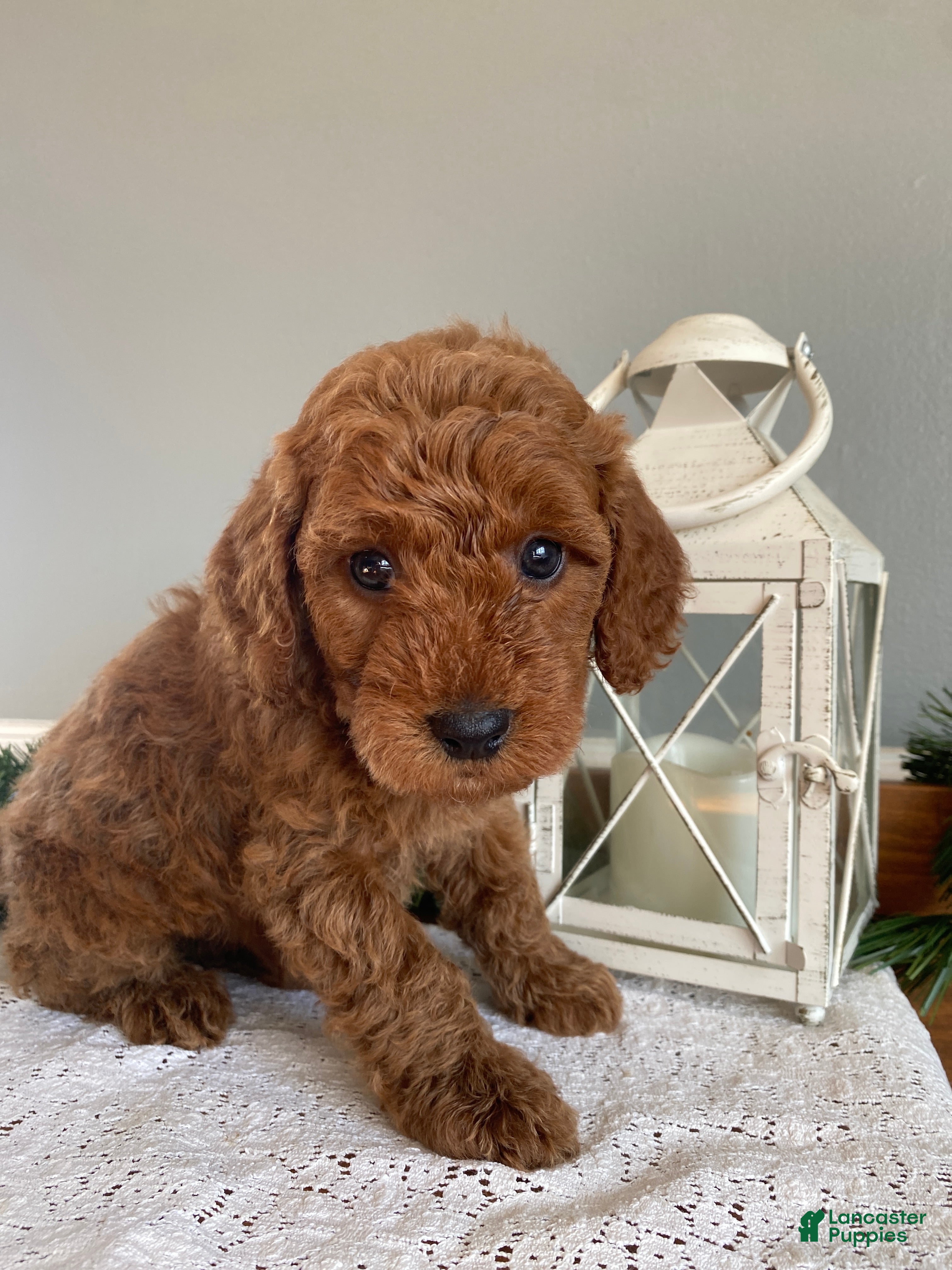 Mixed Breed dogs Cole - Ad 30