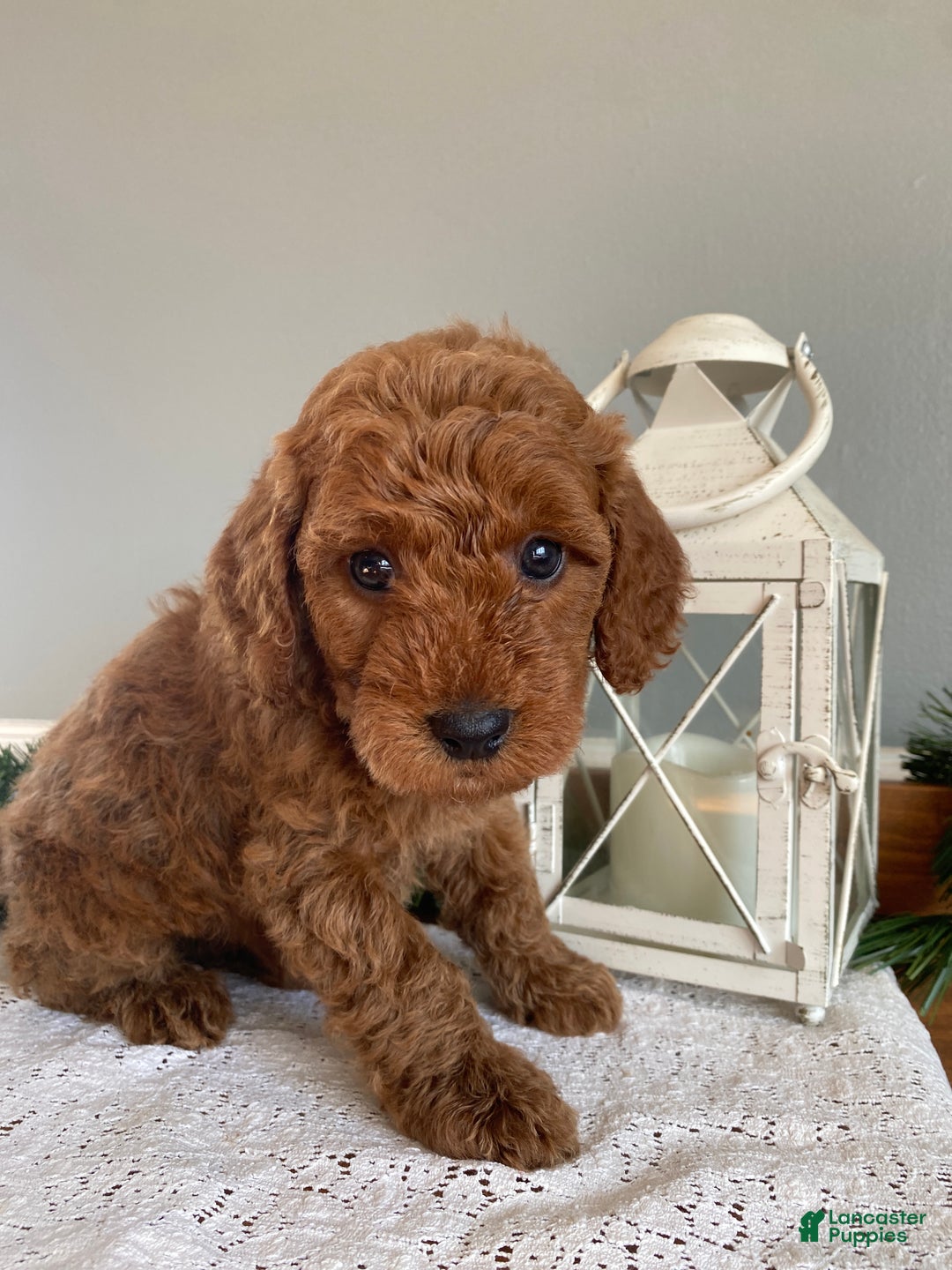 Mixed Breed dogs for sale: Cole - Ad 1