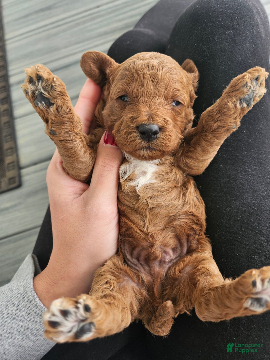 Cavapoo dogs for sale: Silas - Ad 1
