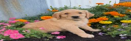 Golden Retriever dogs for sale: Hutton - Ad 3