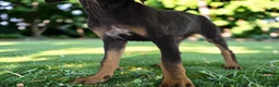 Catahoula Leopard Dog dogs for sale: Gypsie 2026 Female 2 - Ad 11