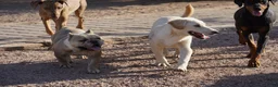 Mixed Breed dogs for sale: Toes M Lorek - Ad 6