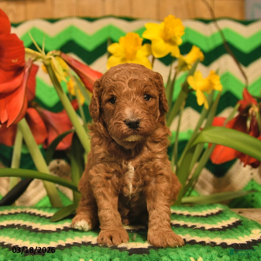 Mini Goldendoodle dogs Jumper  - Ad 1