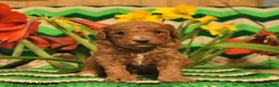 Mini Goldendoodle dogs for sale: Jumper  - Ad 1