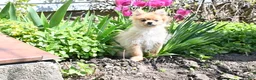 Pomeranian dogs for sale: Timmy - Ad 2
