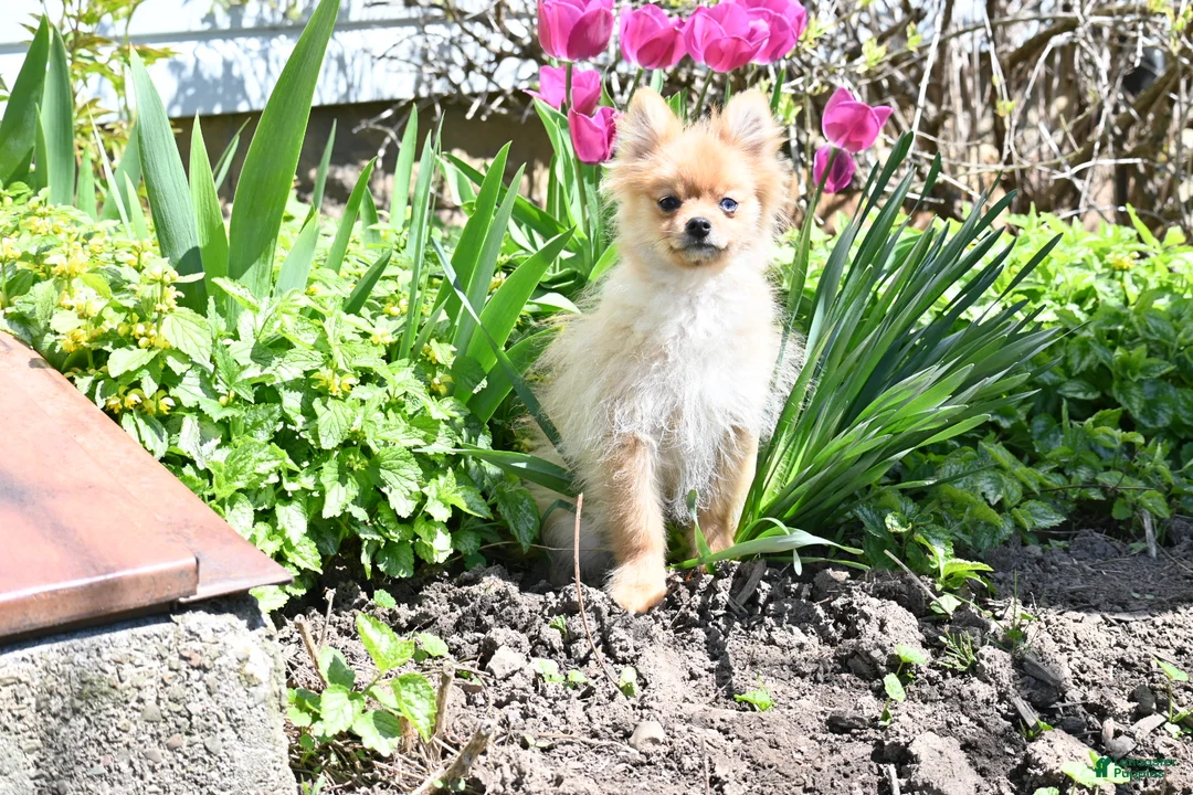 Pomeranian dogs for sale: Timmy - Ad 2