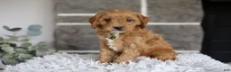 Cavapoo dogs for sale: Louie - Ad 6