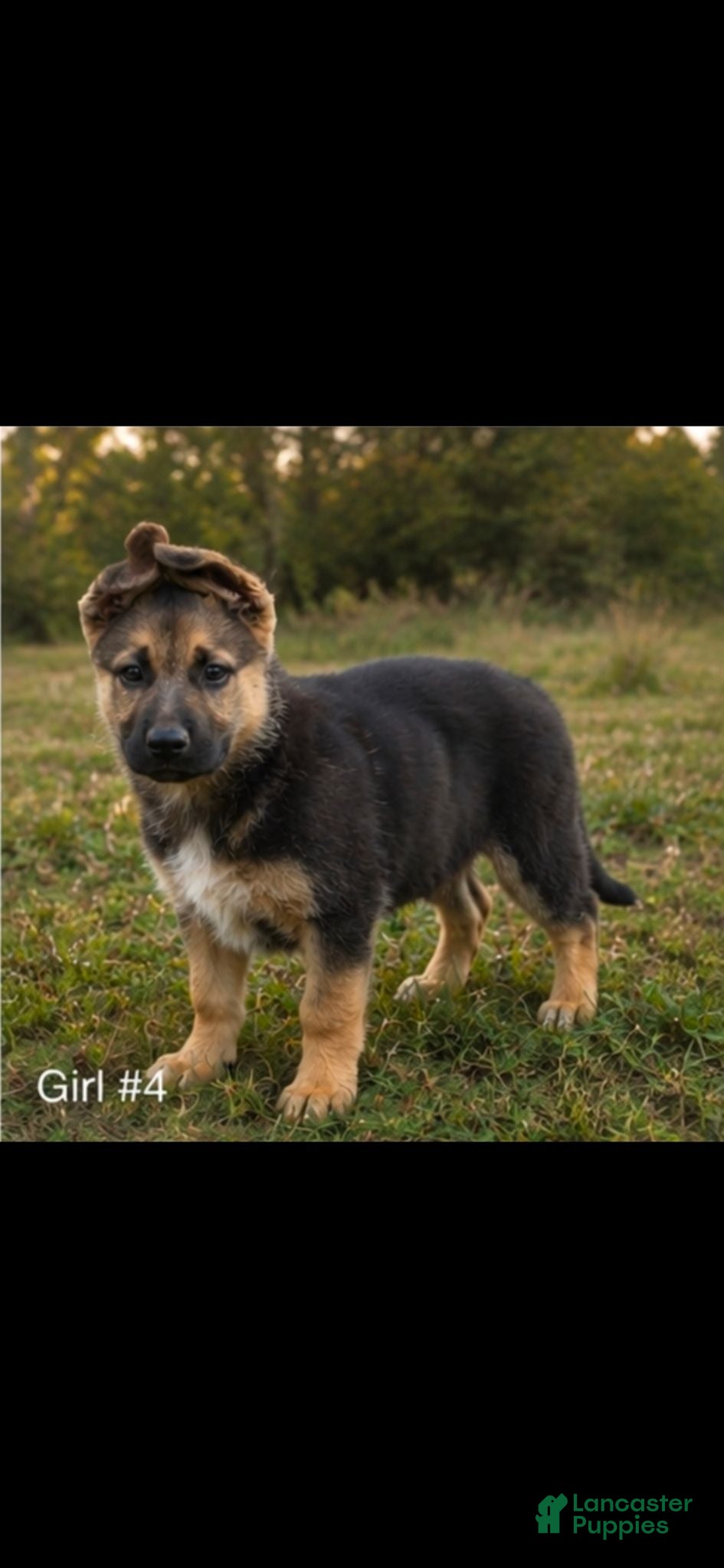 Mixed Breed dogs Mixed Breed 2 - Ad 17