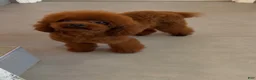 Toy Poodle dogs for sale: Francisca teddy bear dream  - Ad 5