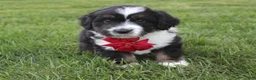 Mini Aussiedoodle dogs for sale: Karl 💎  - Ad 3