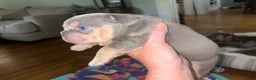 French Bulldog dogs for sale: French Bulldog 1 - Ad 3