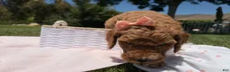 Goldendoodle dogs for sale: Shine - Ad 6