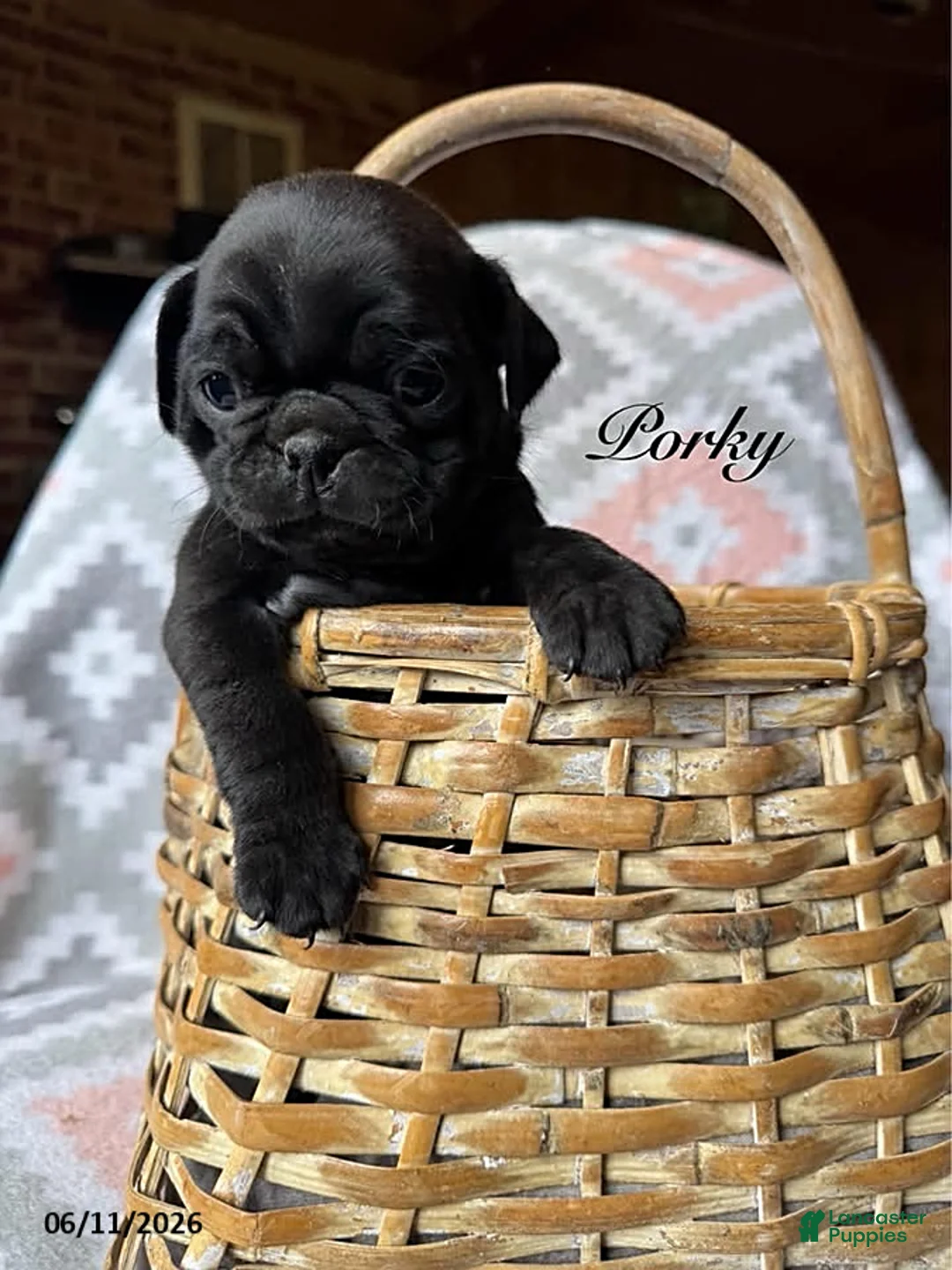 Pug dogs for sale: Porky - Ad 1