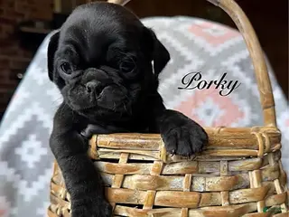 Pug dogs Porky - Ad 2