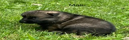 German Shepherd dogs for sale: German Shepherd 3 - Ad 32