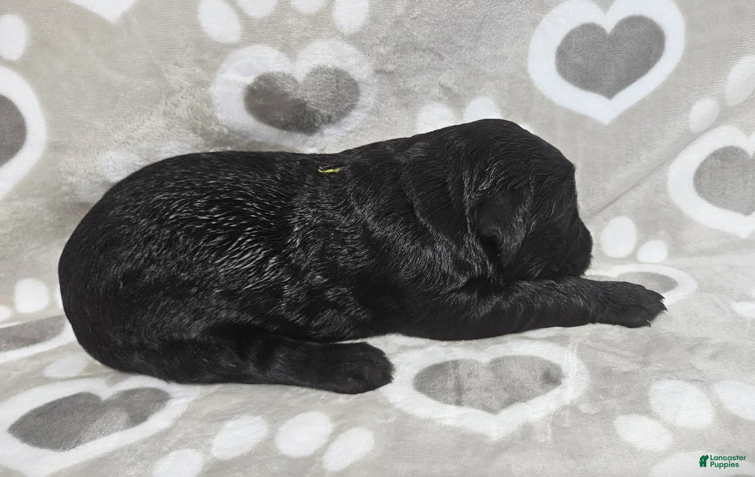 Goldendoodle dogs for sale: F1 StringBean - Ad 2