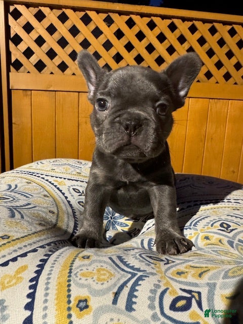French Bulldog dogs Miss Chief (aka Mischief) - Ad 9