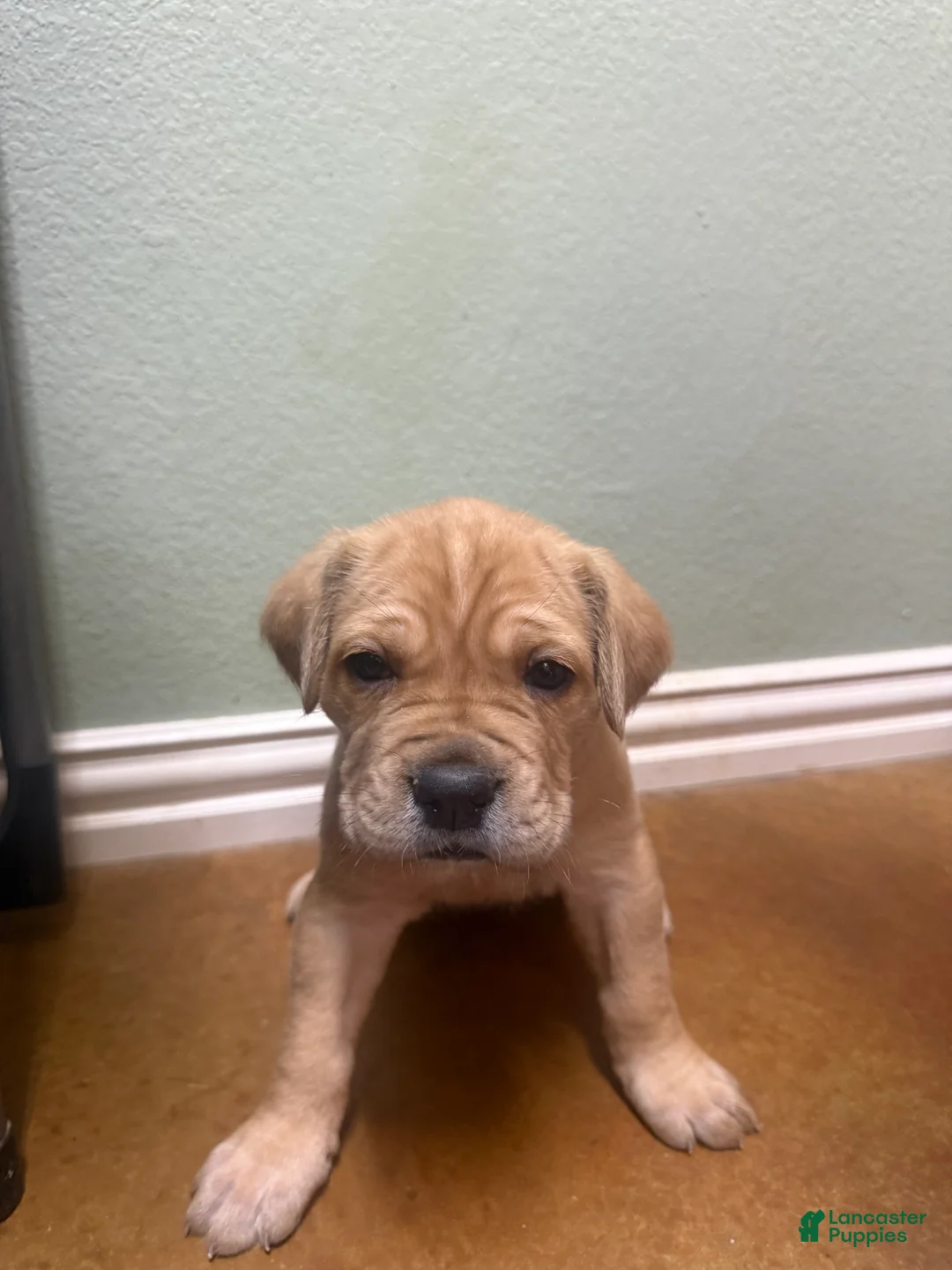 Cane Corso dogs for sale: Champion Bloodline Cane Corso  - Ad 2