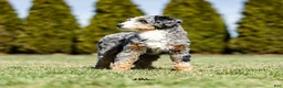 Mini Bernedoodle dogs for sale: Andrew - Ad 5