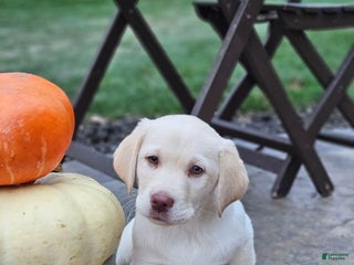 Labrador Retriever dogs Bella - Ad 13