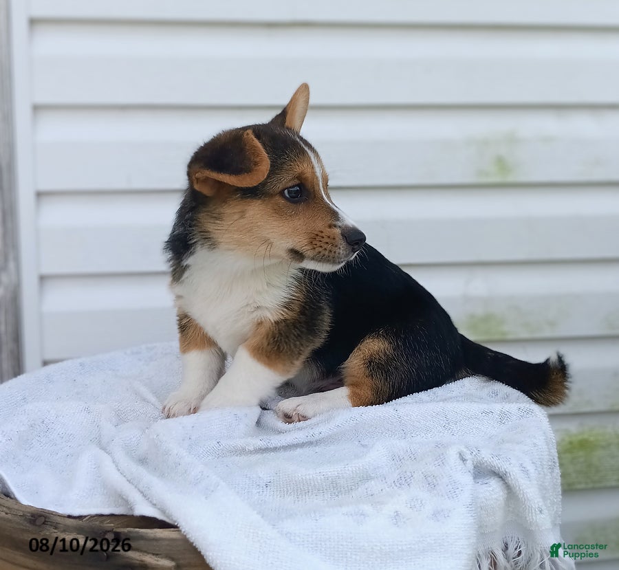 Welsh Corgi Pembroke dogs Taylor - Ad 2