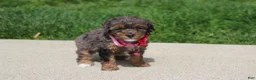 Miniature Poodle dogs for sale: Aurora  - Ad 1