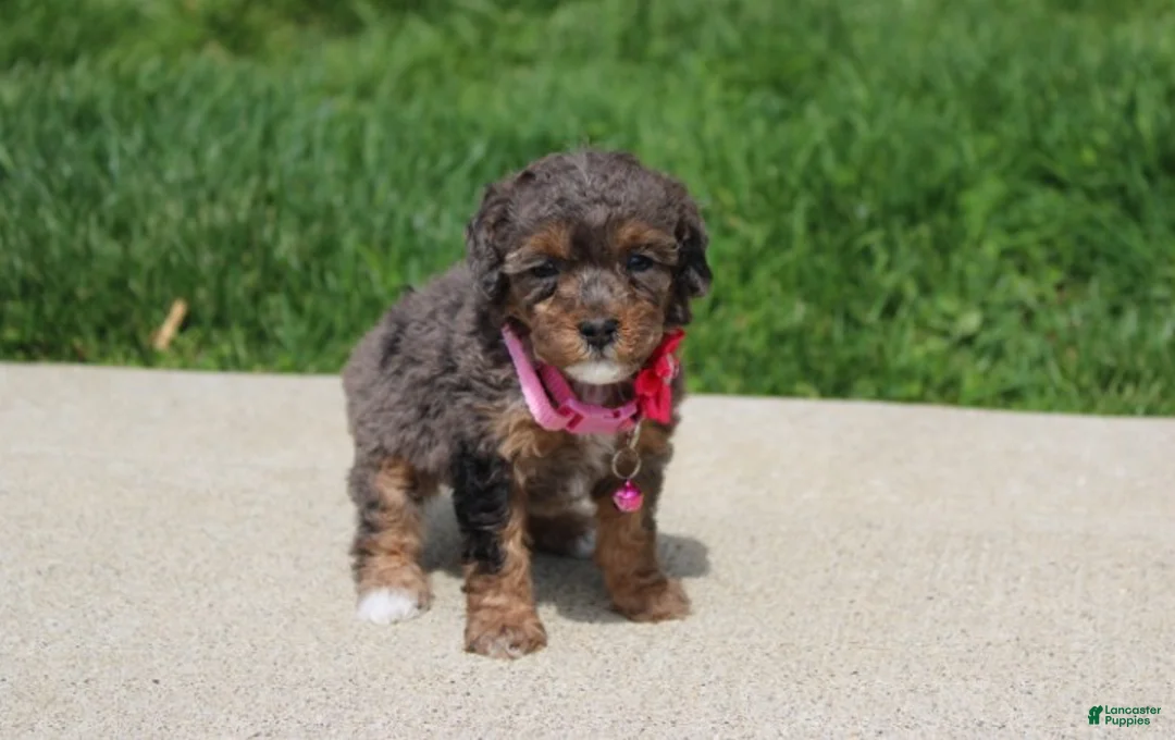 Miniature Poodle dogs for sale: Aurora  - Ad 1