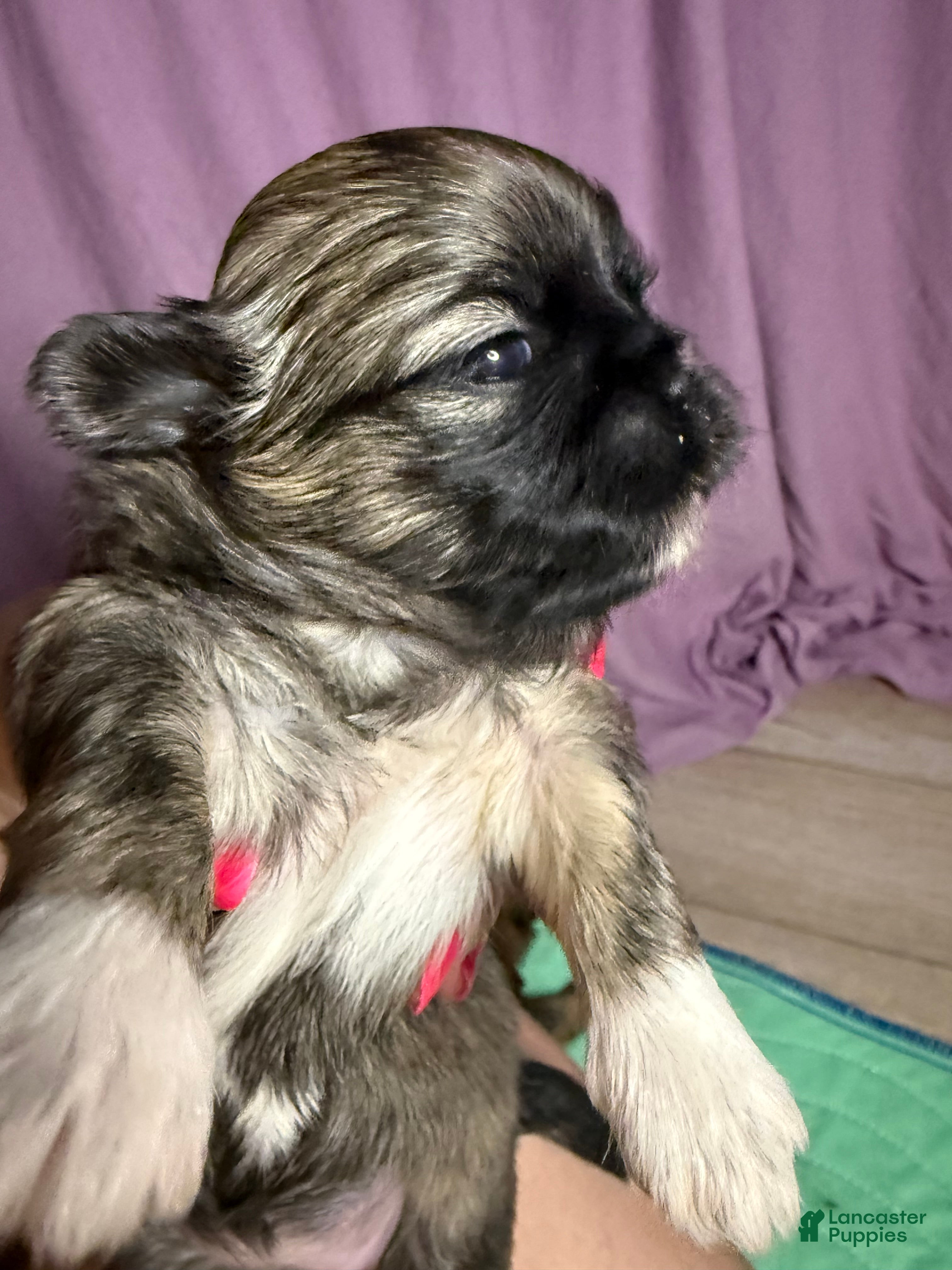 Shih Tzu dogs Shih Tzu 5 - Ad 22