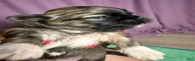 Shih Tzu 5