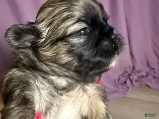 Shih Tzu dogs Shih Tzu 5 - Ad 22