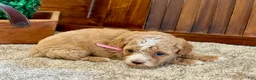 Toy Poodle dogs for sale: Ruby - Ad 3