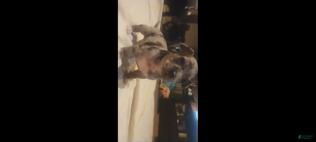 Chiweenie dogs for sale: Chiweenie Puppy 2 - Ad 4