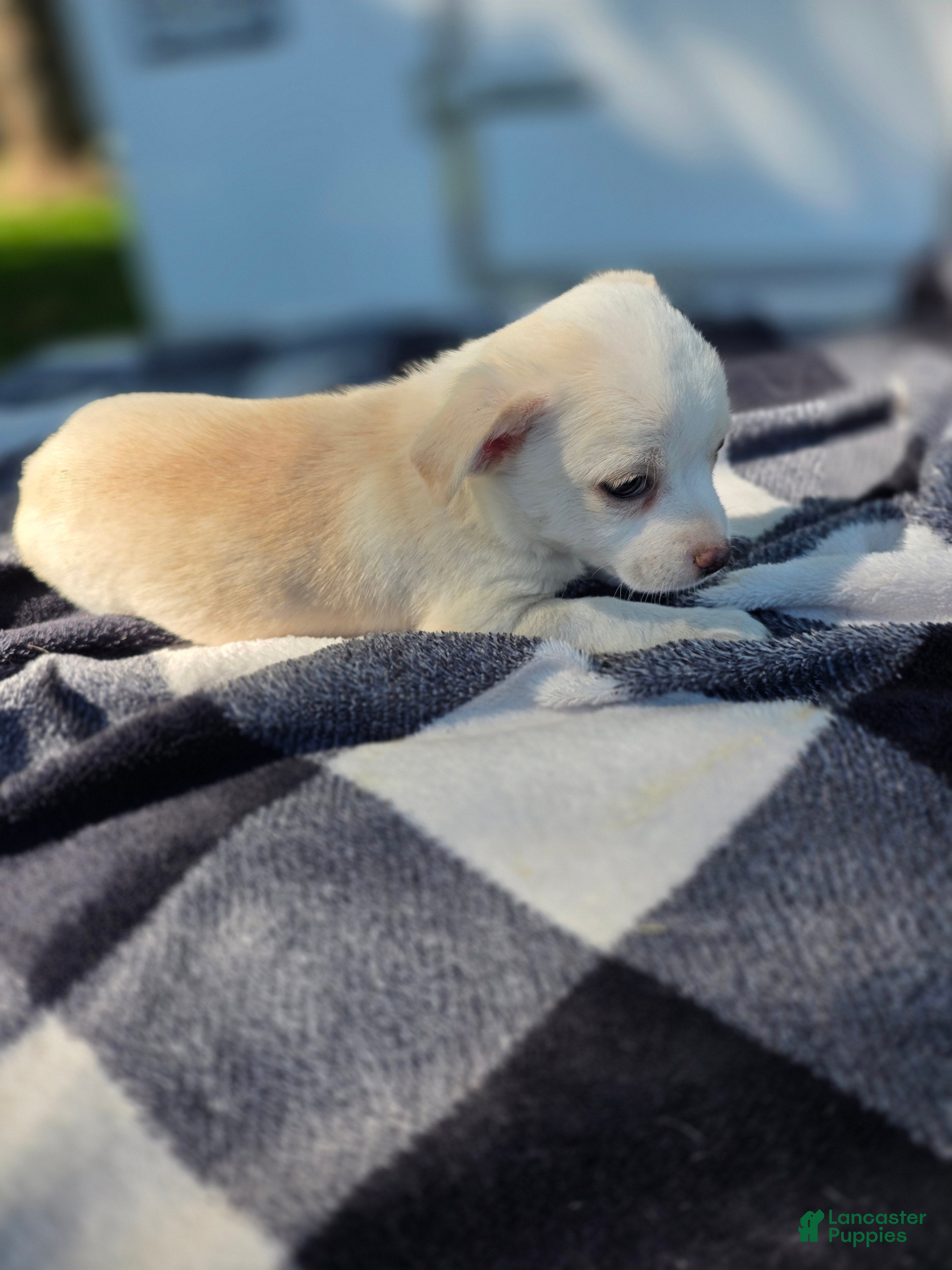 Chihuahua dogs Chihuahua Puppy 4 - Ad 32