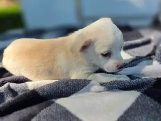 Chihuahua dogs Chihuahua Puppy 4 - Ad 32