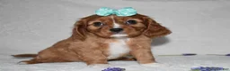 Cavalier King Charles Spaniel dogs for sale: Rhea - Ad 3