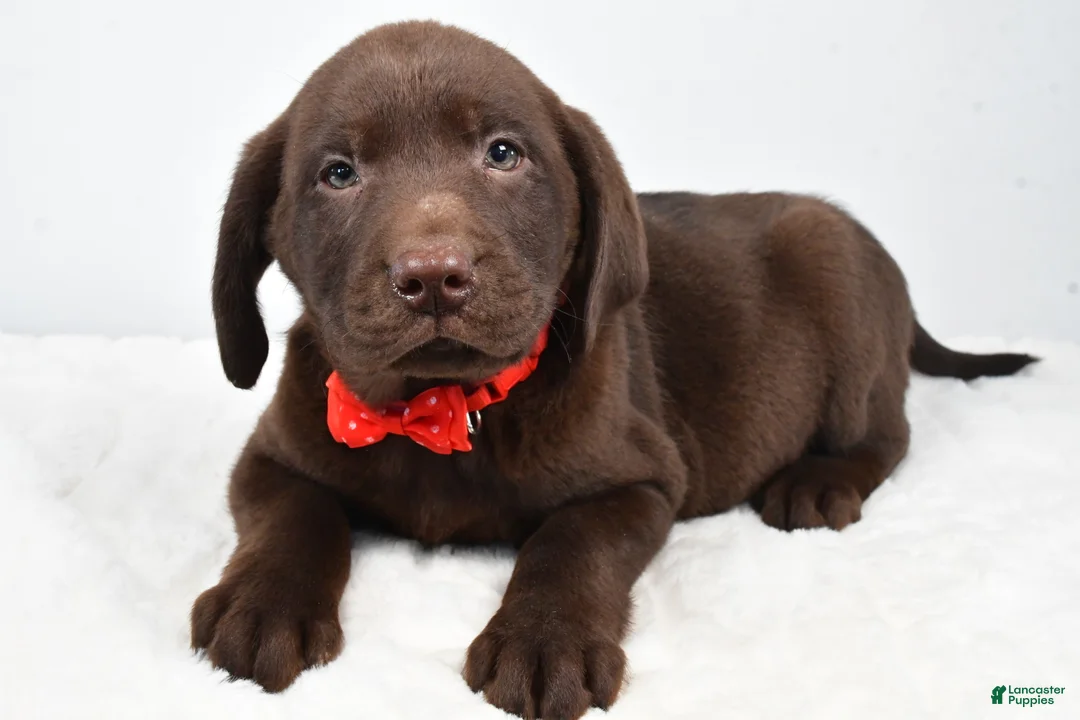 Labrador Retriever dogs for sale: Mocha - Ad 6