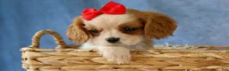 Cavalier King Charles Spaniel dogs for sale:  Nugget🐾 - Ad 13