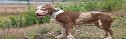 American Bully dogs for sale: Iris - Ad 7