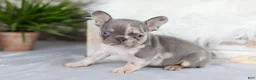 French Bulldog dogs for sale: Poppy - Ad 5