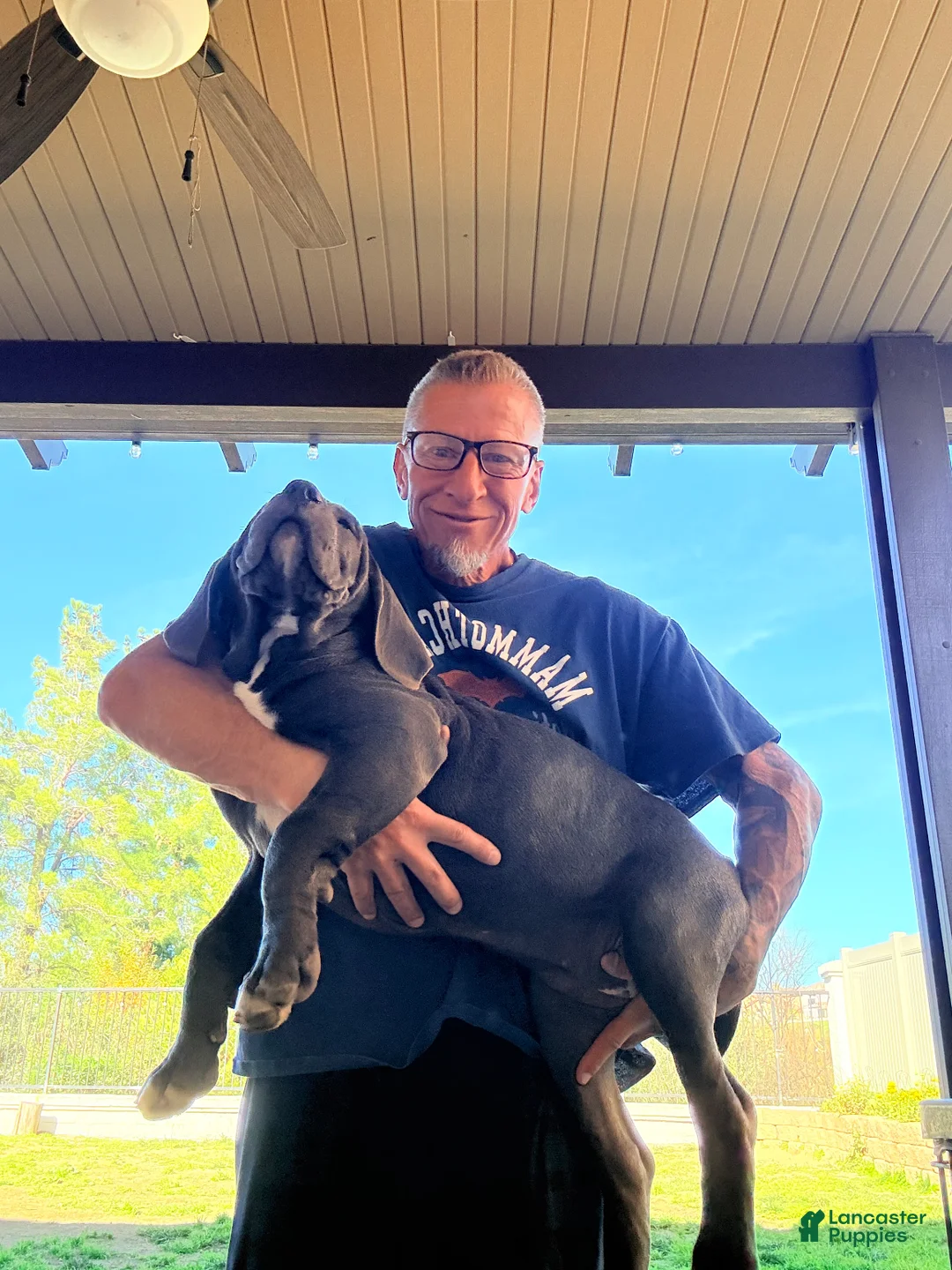 Mixed Breed dogs for sale: Mixed Breed Puppy 2 - Ad 2