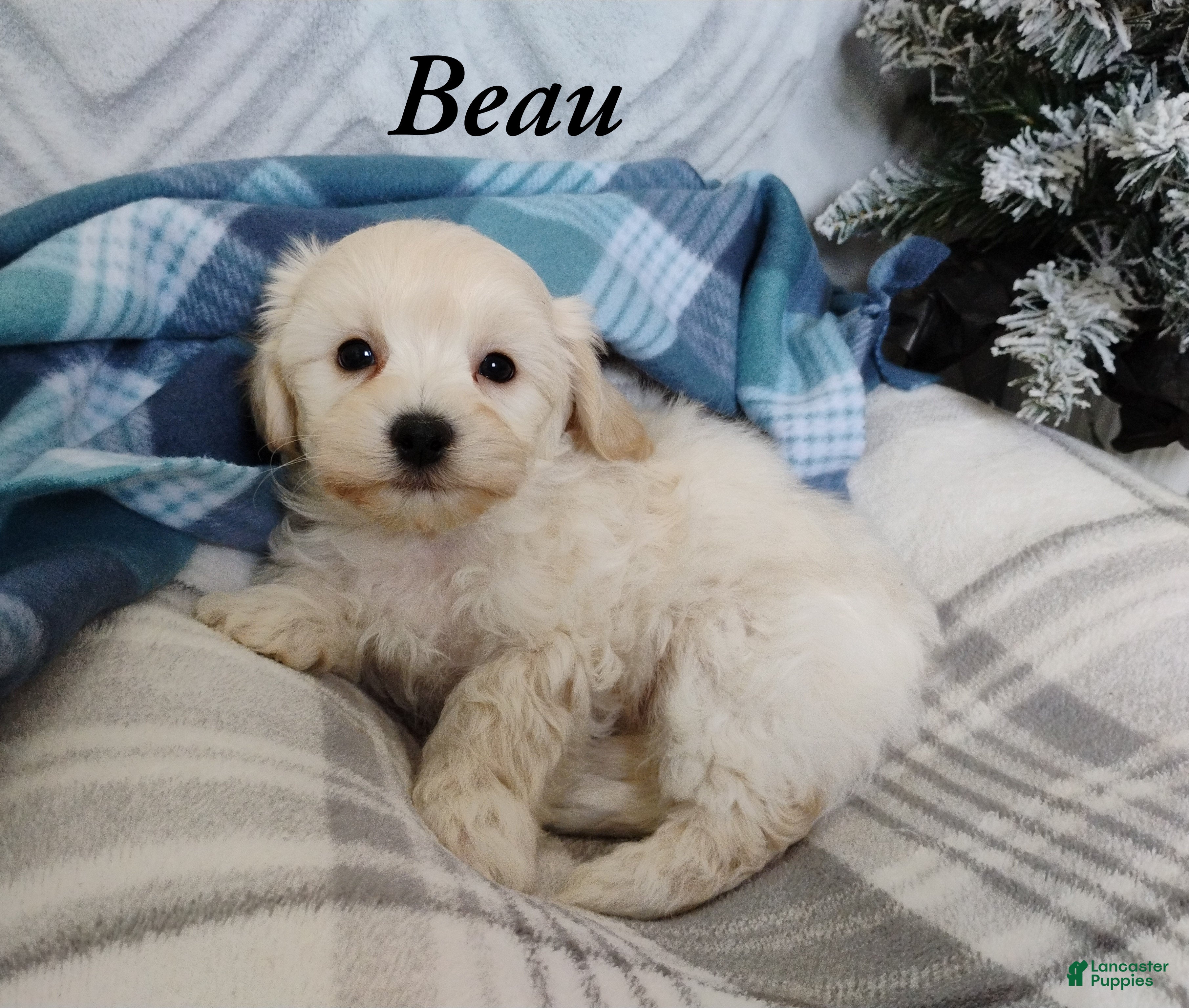 Mixed Breed dogs Beau - Ad 42