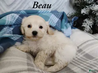 Mixed Breed dogs Beau - Ad 28