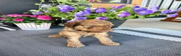Standard Poodle dogs for sale: Black Collar   - Ad 3