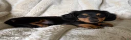 Miniature Dachshund dogs for sale: Samson - Ad 3