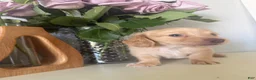 Miniature Dachshund dogs for sale: Cooper - Ad 10
