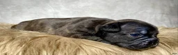 Frenchton dogs for sale: Miss Queenie  - Ad 3