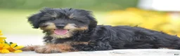 Yorkiepoo dogs for sale: Adora - Ad 5
