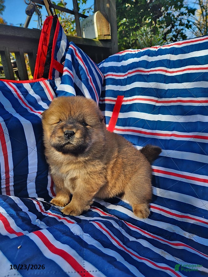 Chow Chow dogs for sale: Duke - Ad 1