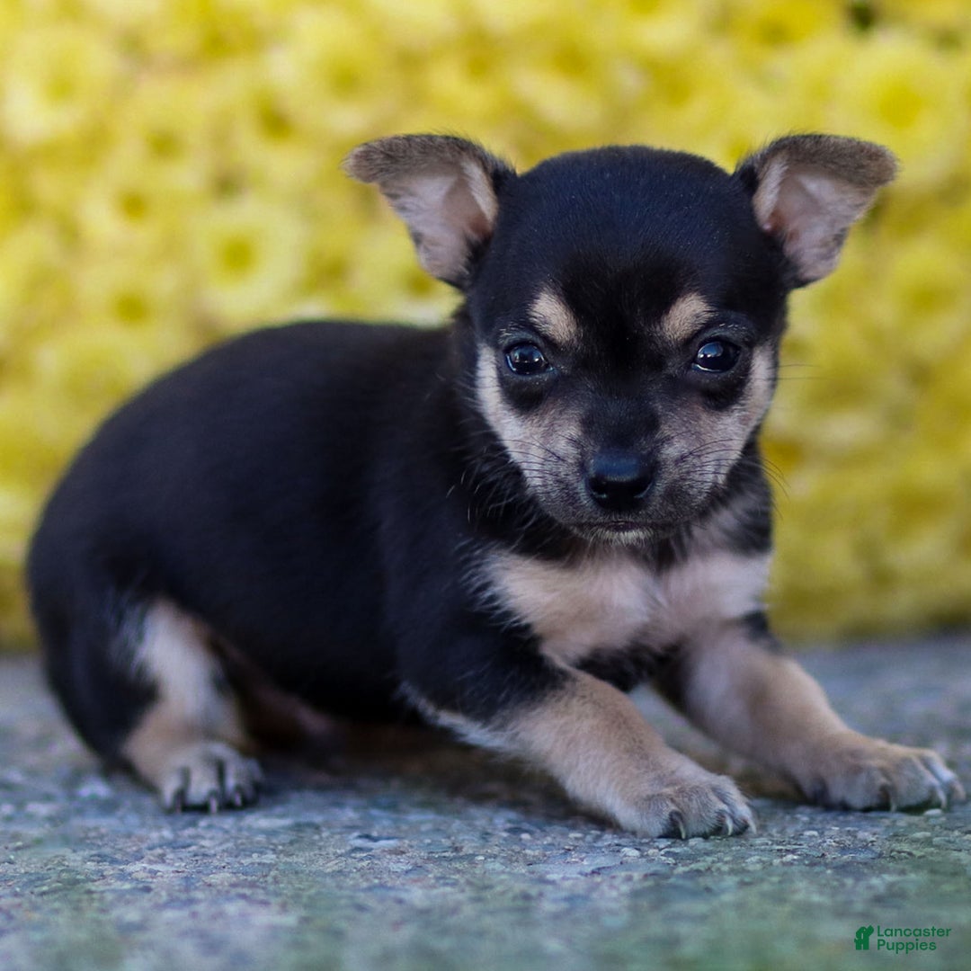 Chihuahua dogs for sale: Phoenix - Ad 12